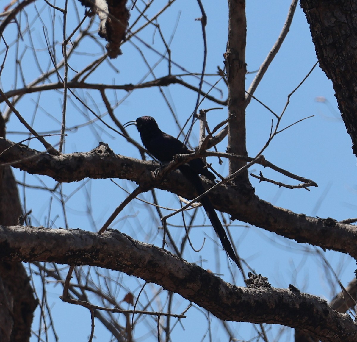 Common Scimitarbill - ML643293057