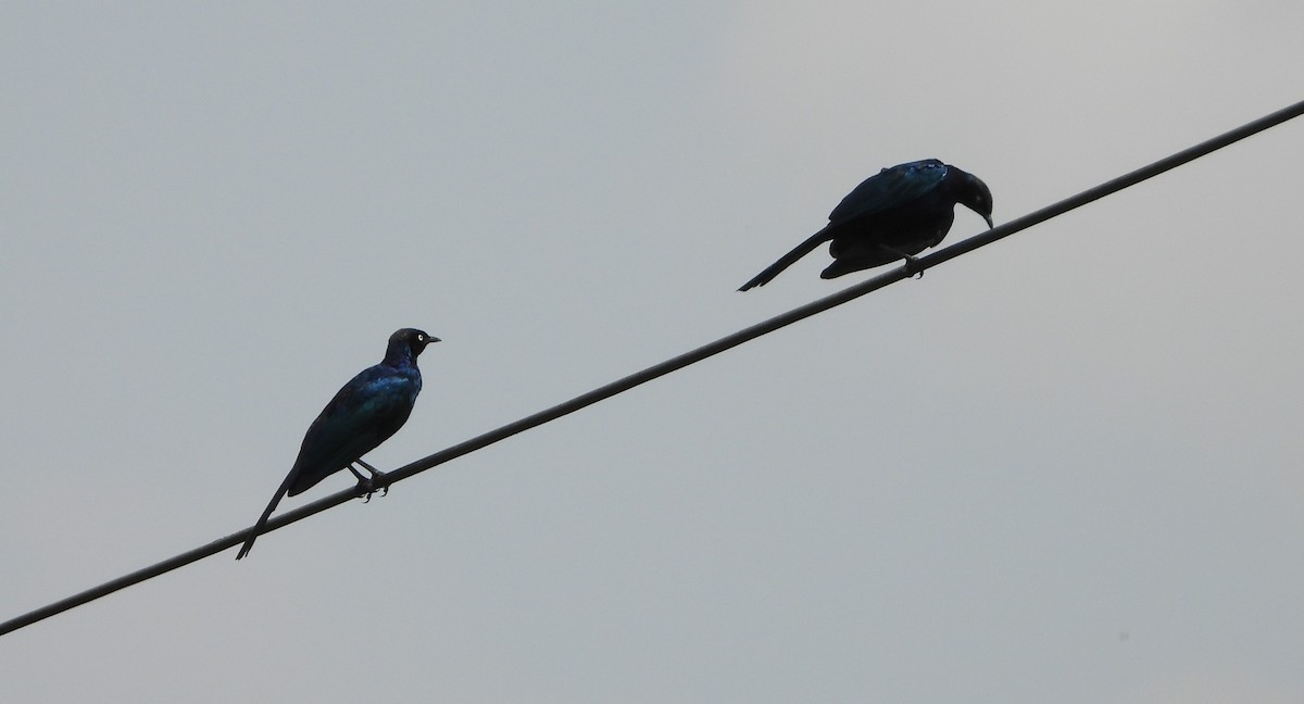 Rüppell's Starling - ML643293061