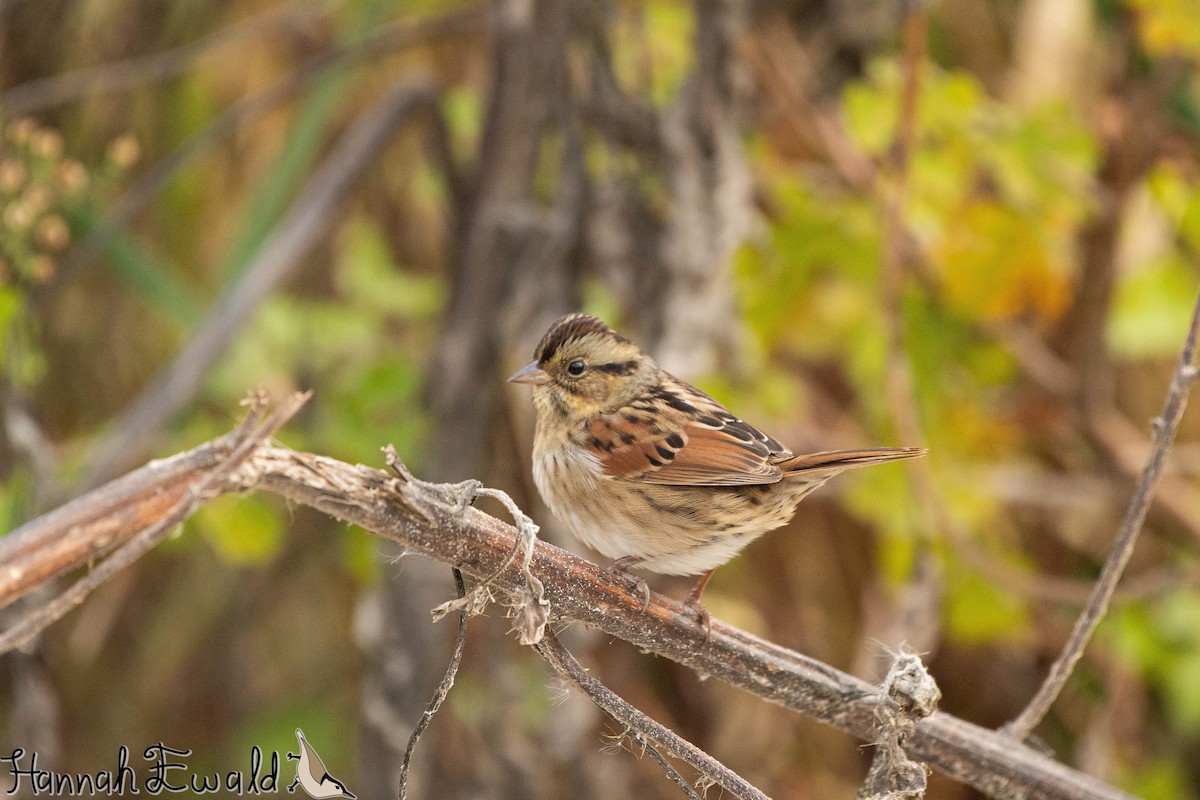 Swamp Sparrow - ML643293072