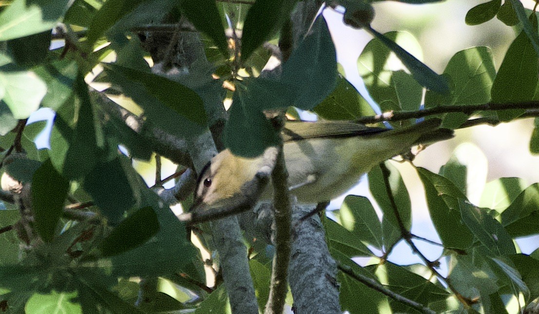 Vireo occhirossi - ML643293074