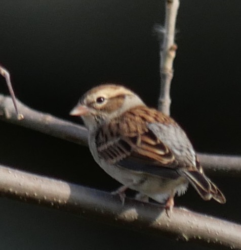 Chipping Sparrow - ML643293085