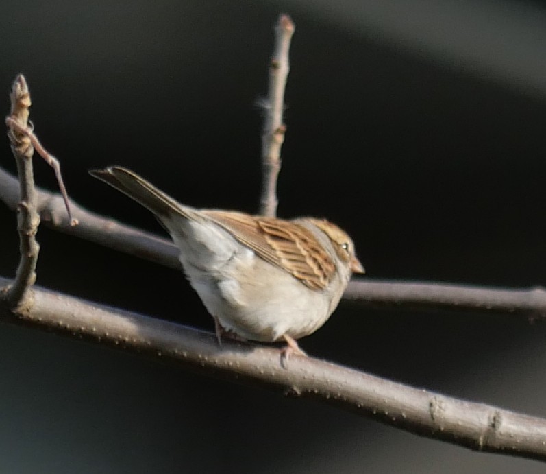 Chipping Sparrow - ML643293086