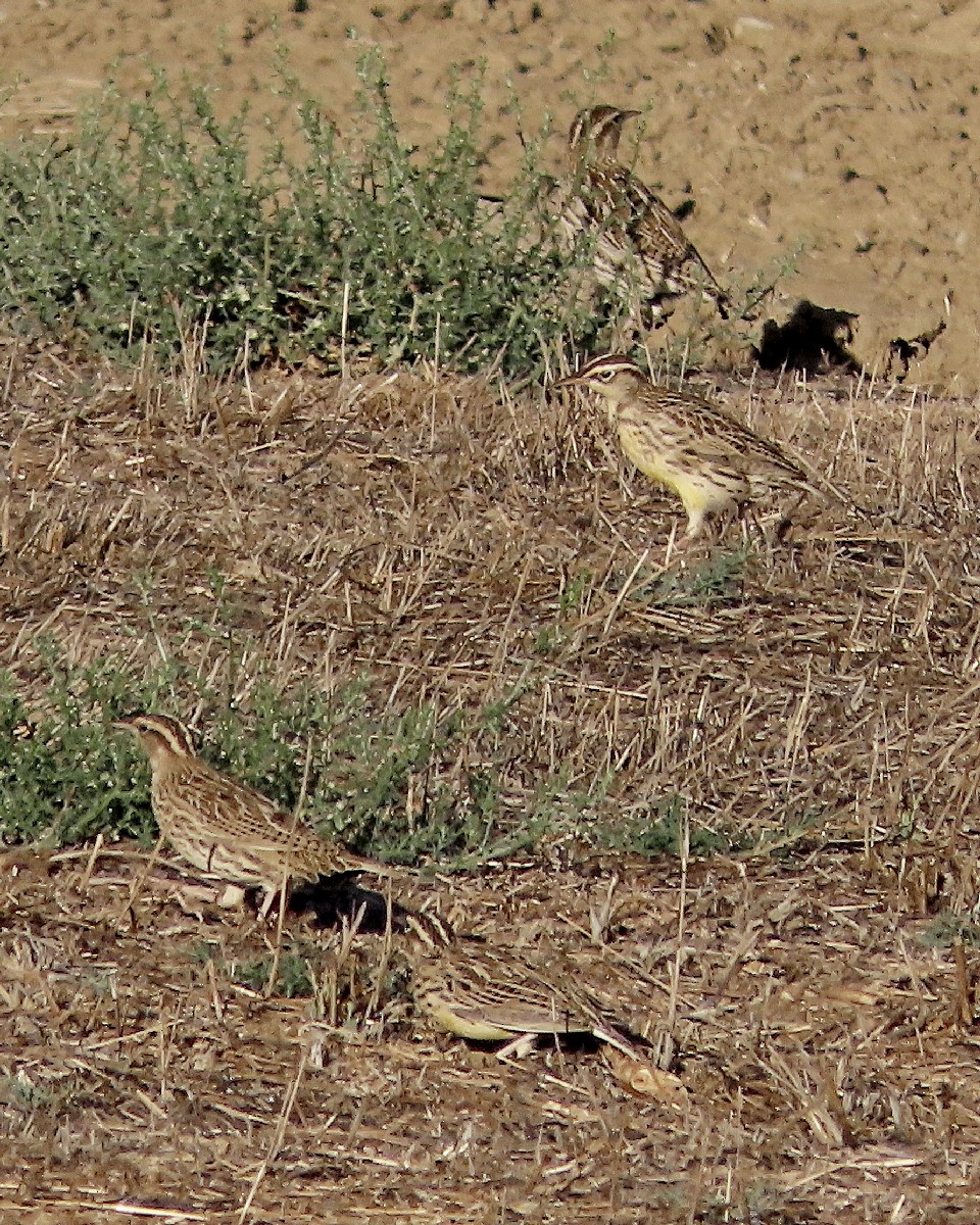 Western Meadowlark - ML643293091