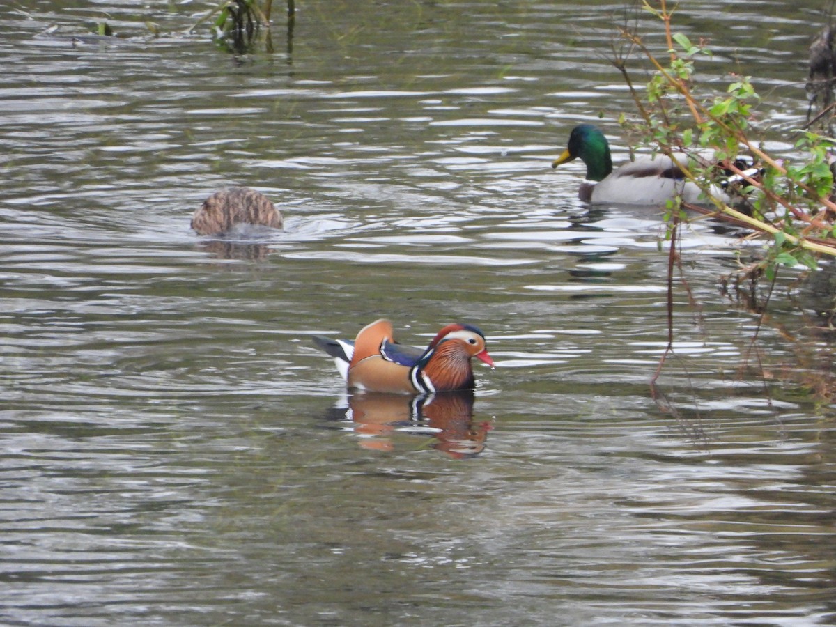 Мандир уранхажин - ML643293093