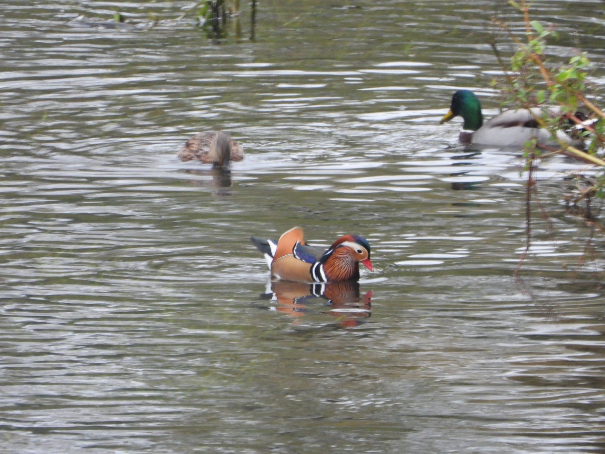 Мандир уранхажин - ML643293094