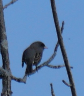 Dark-eyed Junco - ML643293098