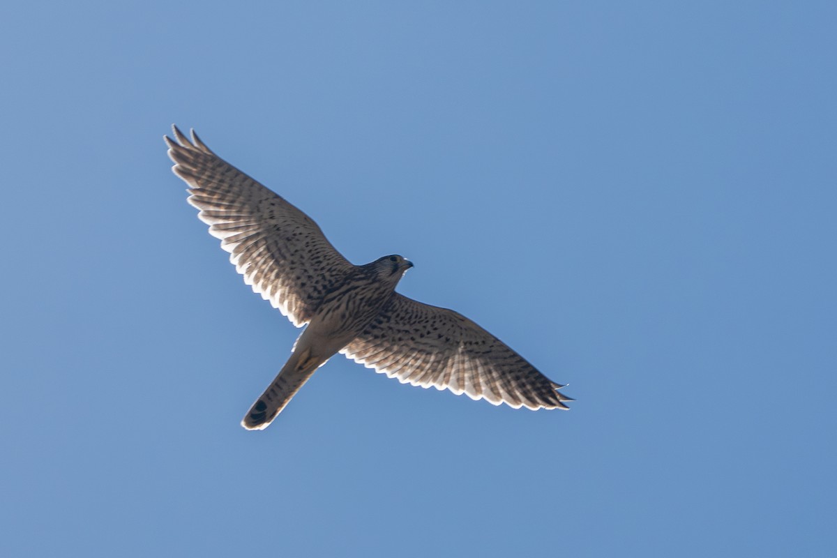 紅隼 - ML643293105