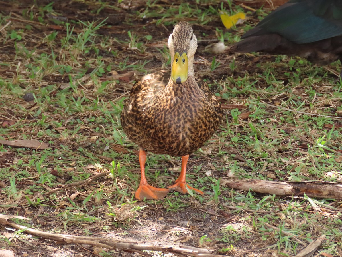 Mottled Duck - ML643293107