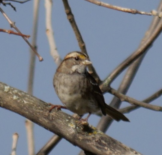 White-throated Sparrow - ML643293108