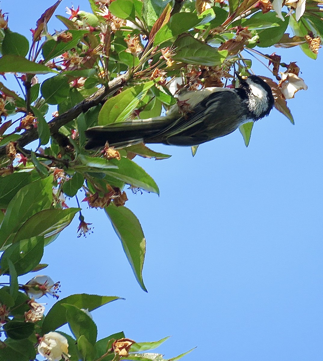 Black-capped Chickadee - ML643293115