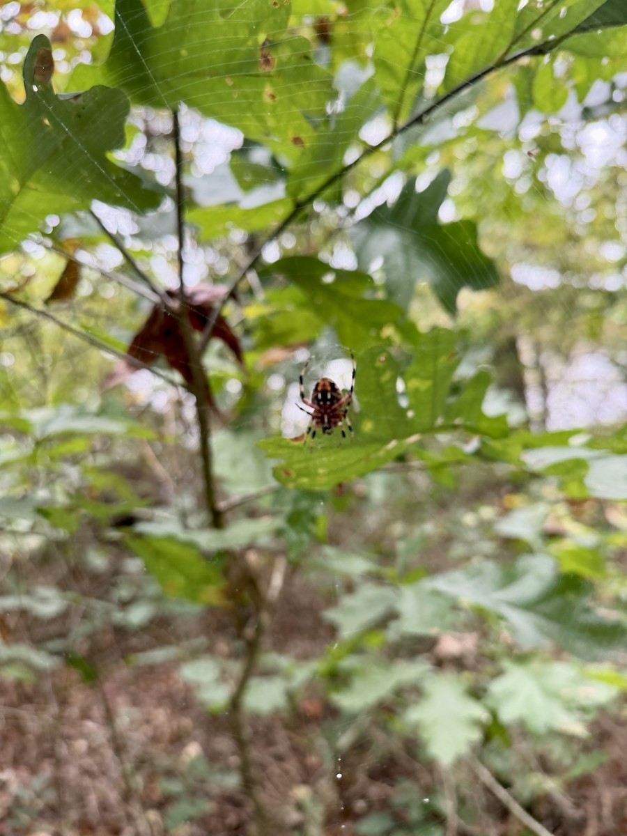 Orbweavers - ML643293125