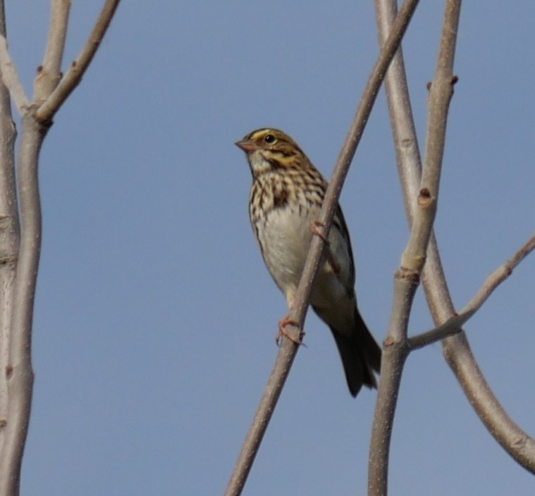 Savannah Sparrow - ML643293126