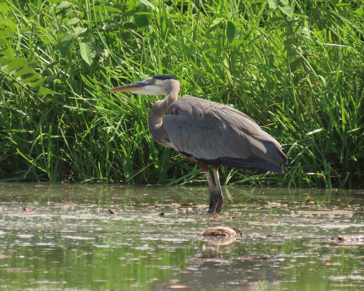 Great Blue Heron - ML643293131