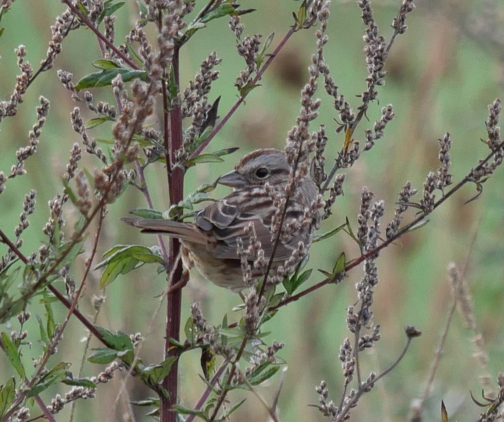Song Sparrow - ML643293141