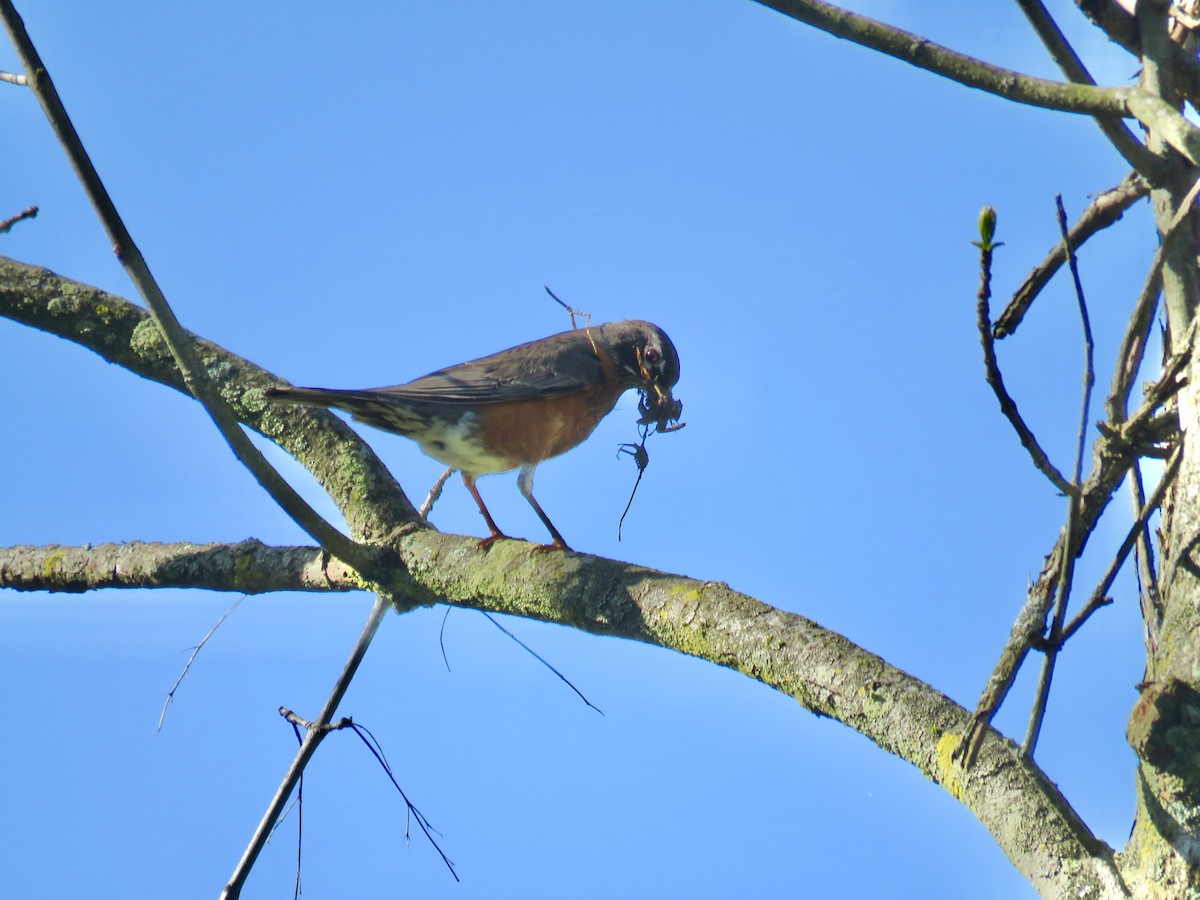 American Robin - ML643293158