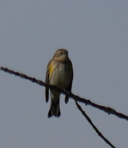 Yellow-rumped Warbler - ML643293159