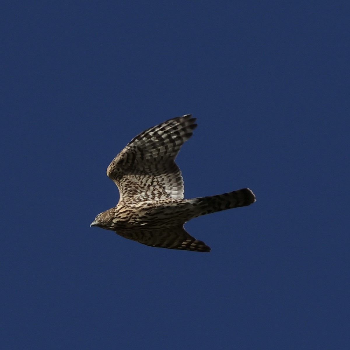 American Goshawk - ML643293164