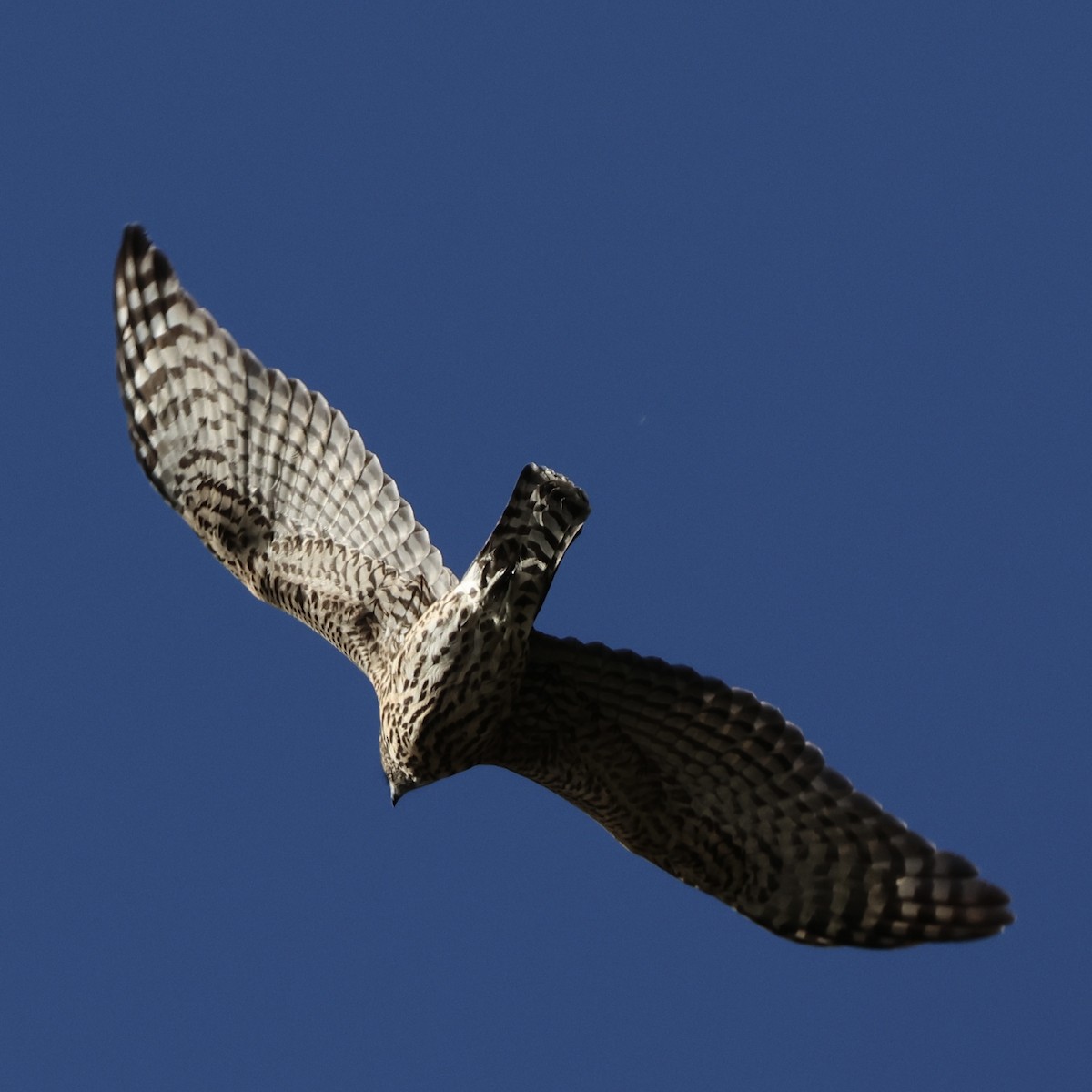 American Goshawk - ML643293165