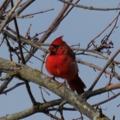 Northern Cardinal - ML643293167