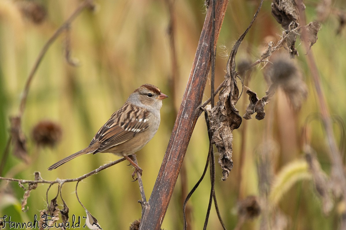 White-crowned Sparrow - ML643293192