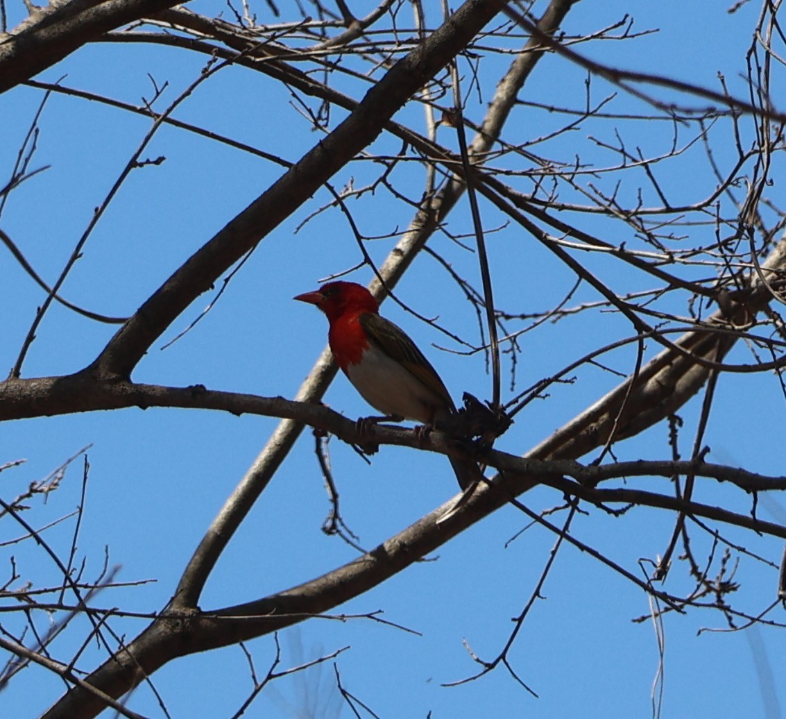 Red-headed Weaver - ML643293200