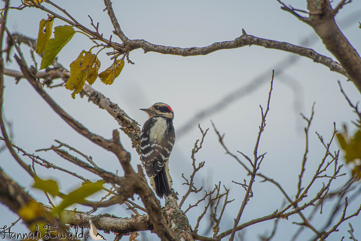 Downy Woodpecker - ML643293202