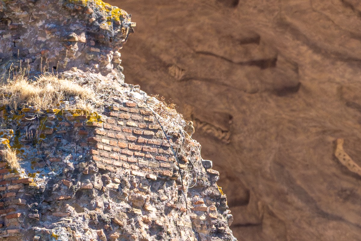 紅隼 - ML643293203