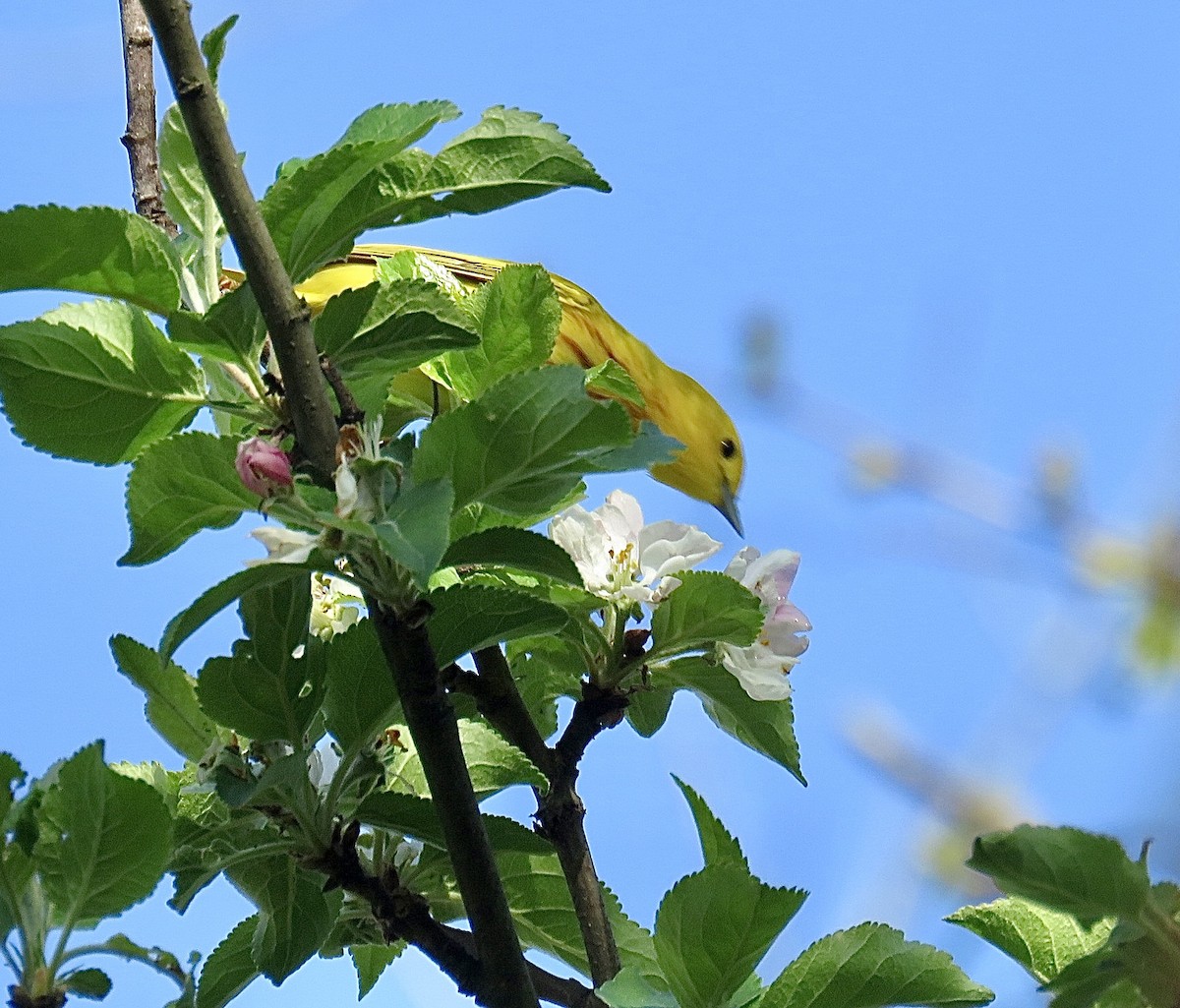 Yellow Warbler (Northern) - ML643293207