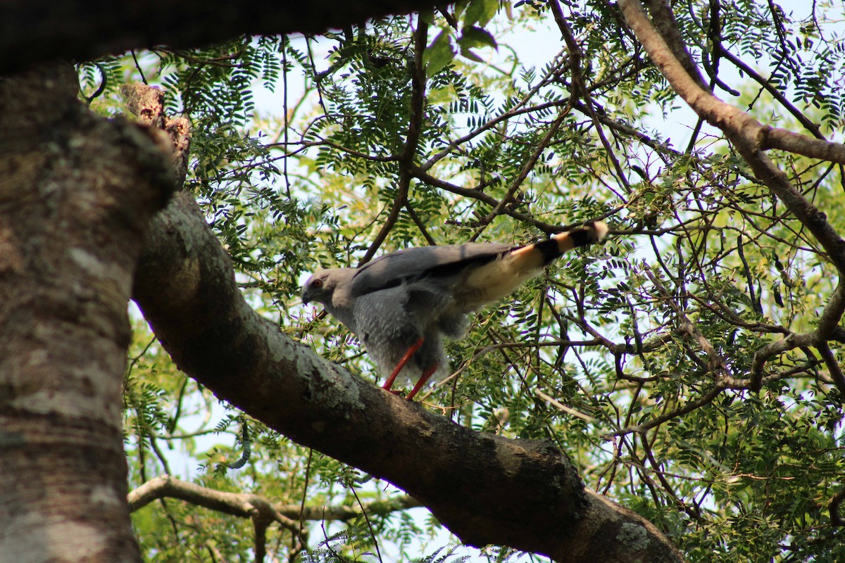 Crane Hawk - ML643293211