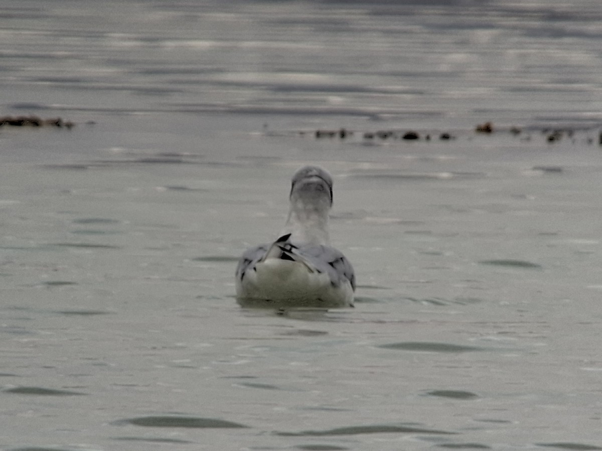 Bonaparte's Gull - ML643293216