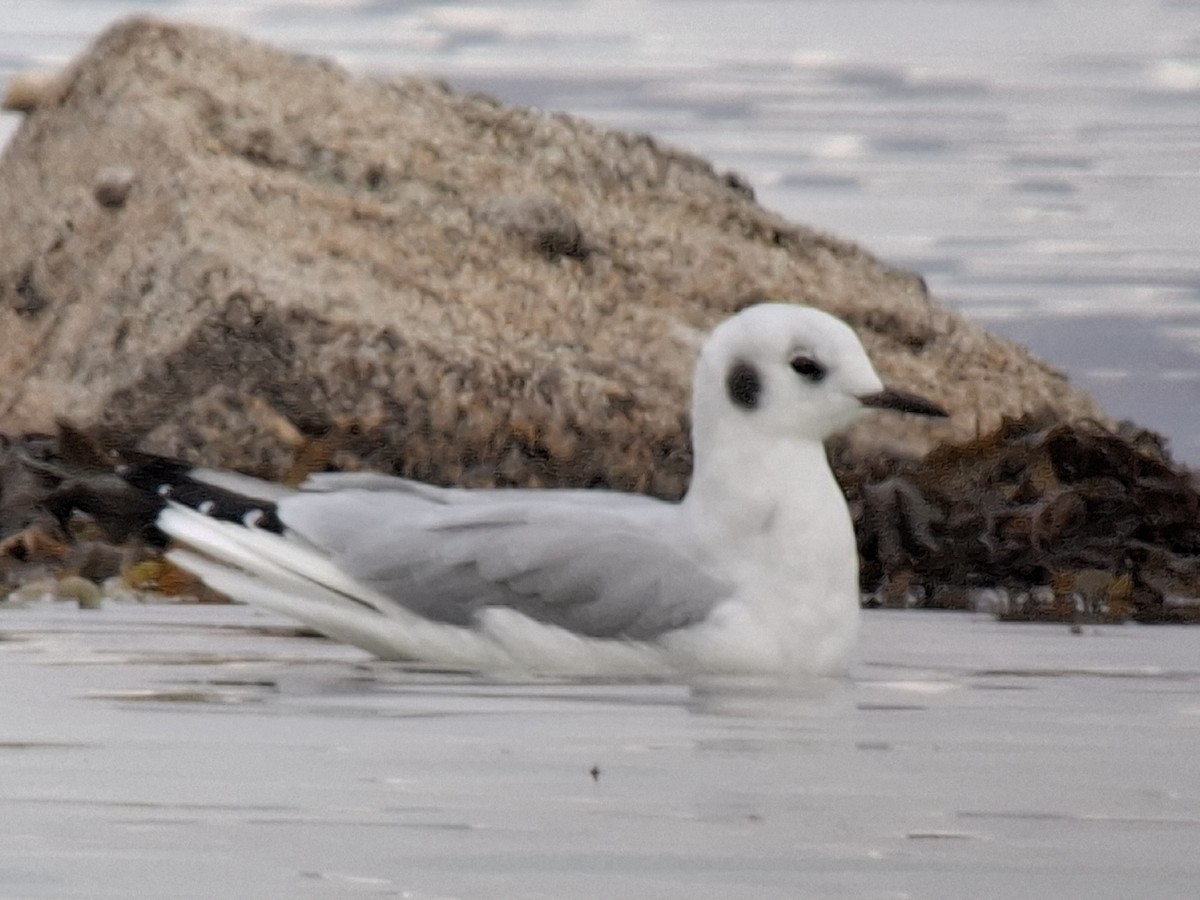 Bonaparte's Gull - ML643293217