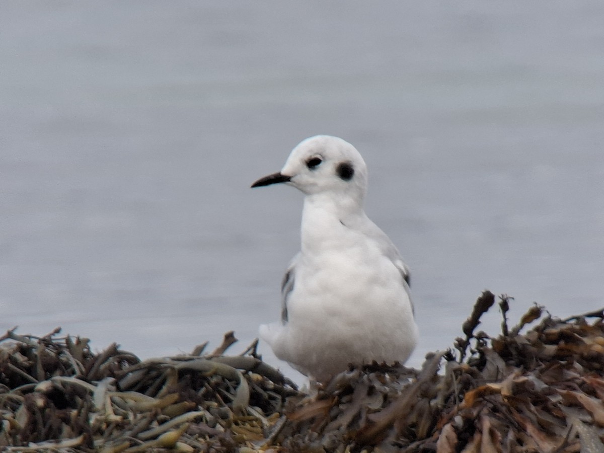Bonaparte's Gull - ML643293218