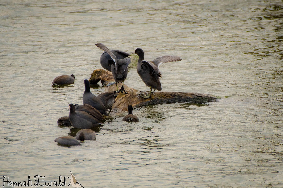 American Coot - ML643293230