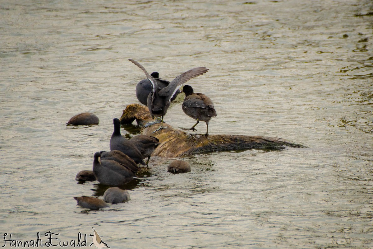 American Coot - ML643293231
