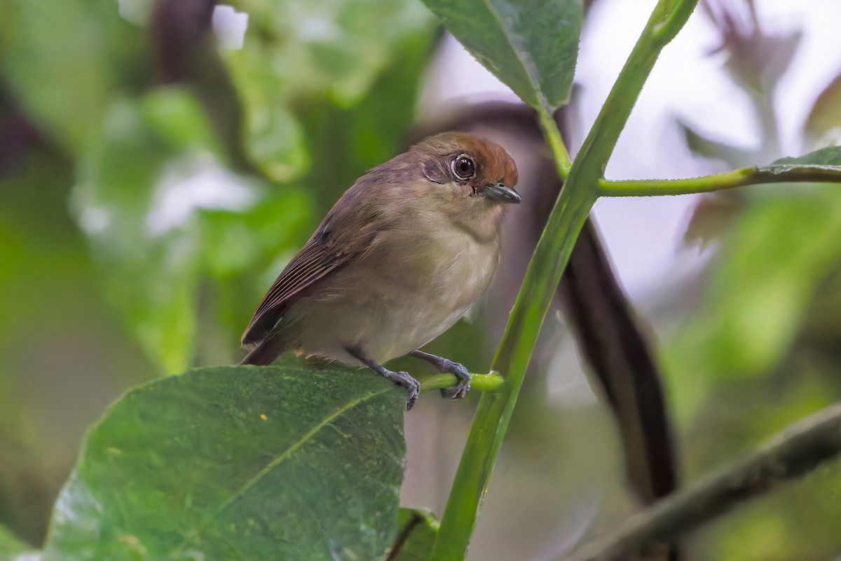 Olivgrau-Ameisenvogel - ML643293242