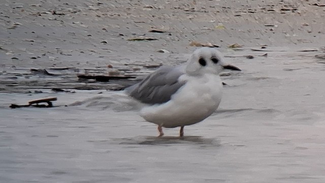 Bonaparte's Gull - ML643293243