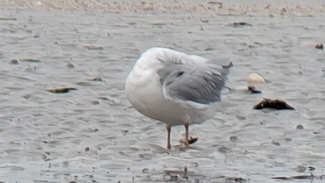 Bonaparte's Gull - ML643293250