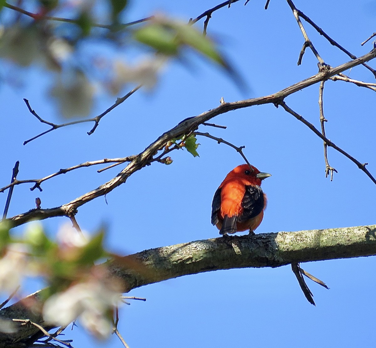 Scarlet Tanager - ML643293256