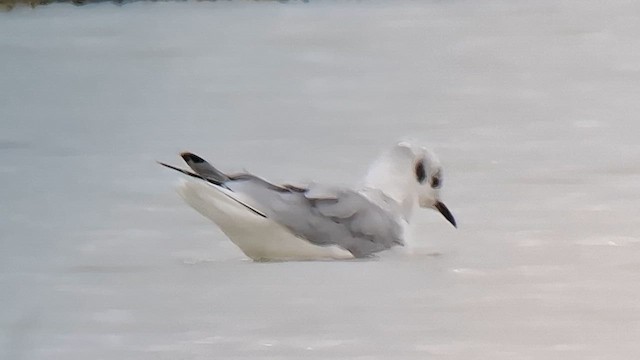 Bonaparte's Gull - ML643293257