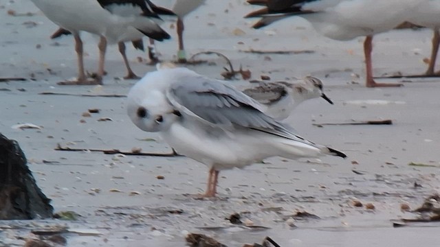 Bonaparte's Gull - ML643293268
