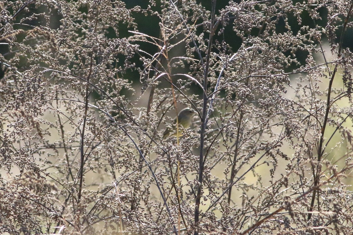 Orange-crowned Warbler - ML643293279