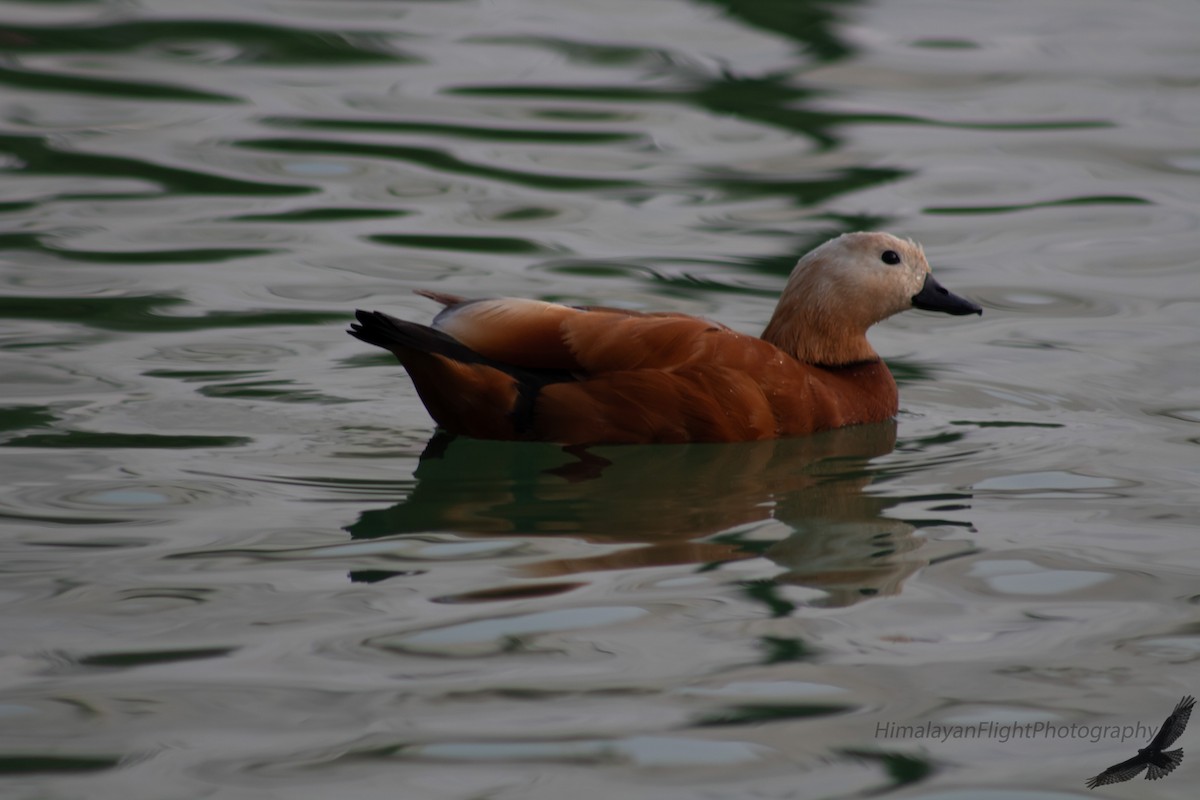Ruddy Shelduck - ML643293280