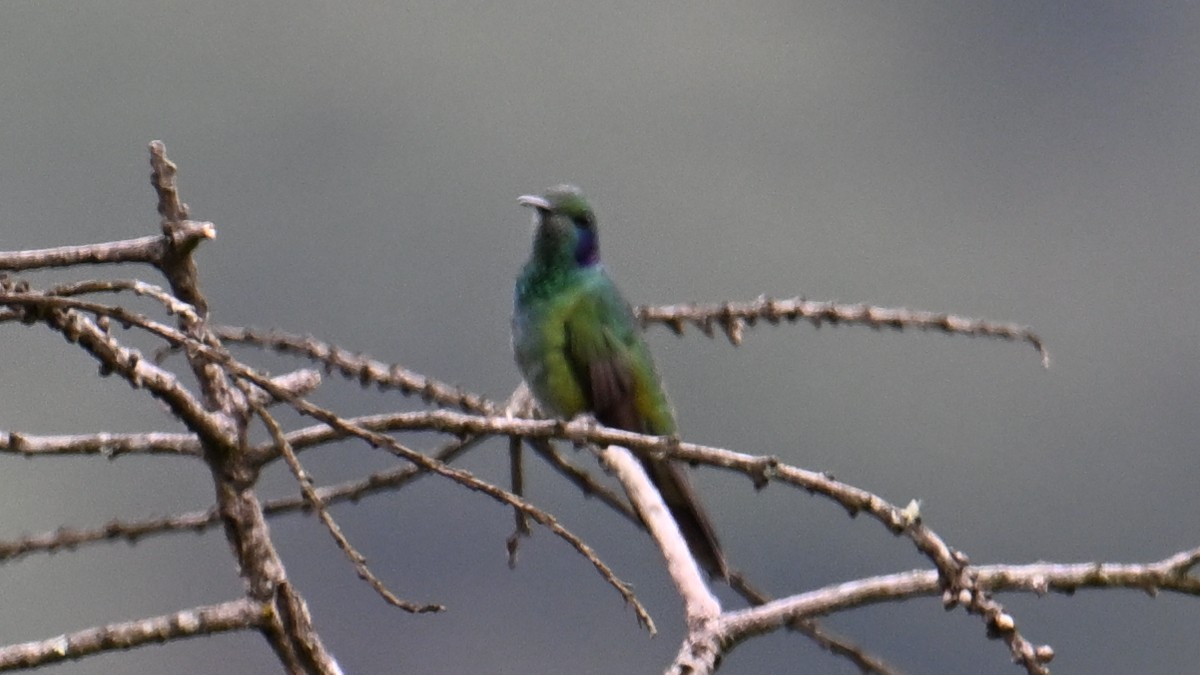 Lesser Violetear - ML643293283