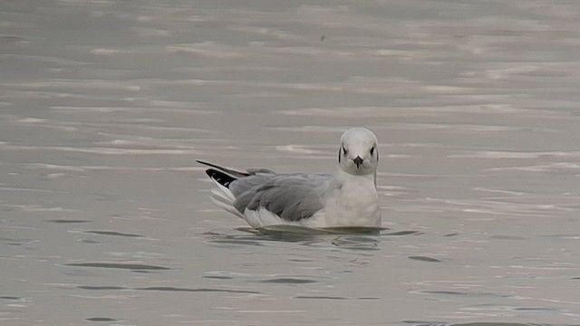 Bonaparte's Gull - ML643293284