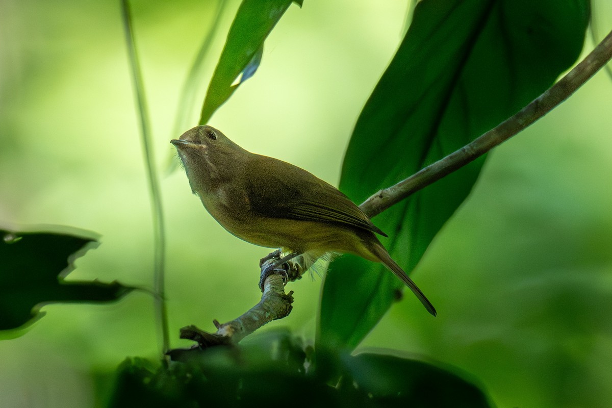 Lesser Greenlet - ML643293292