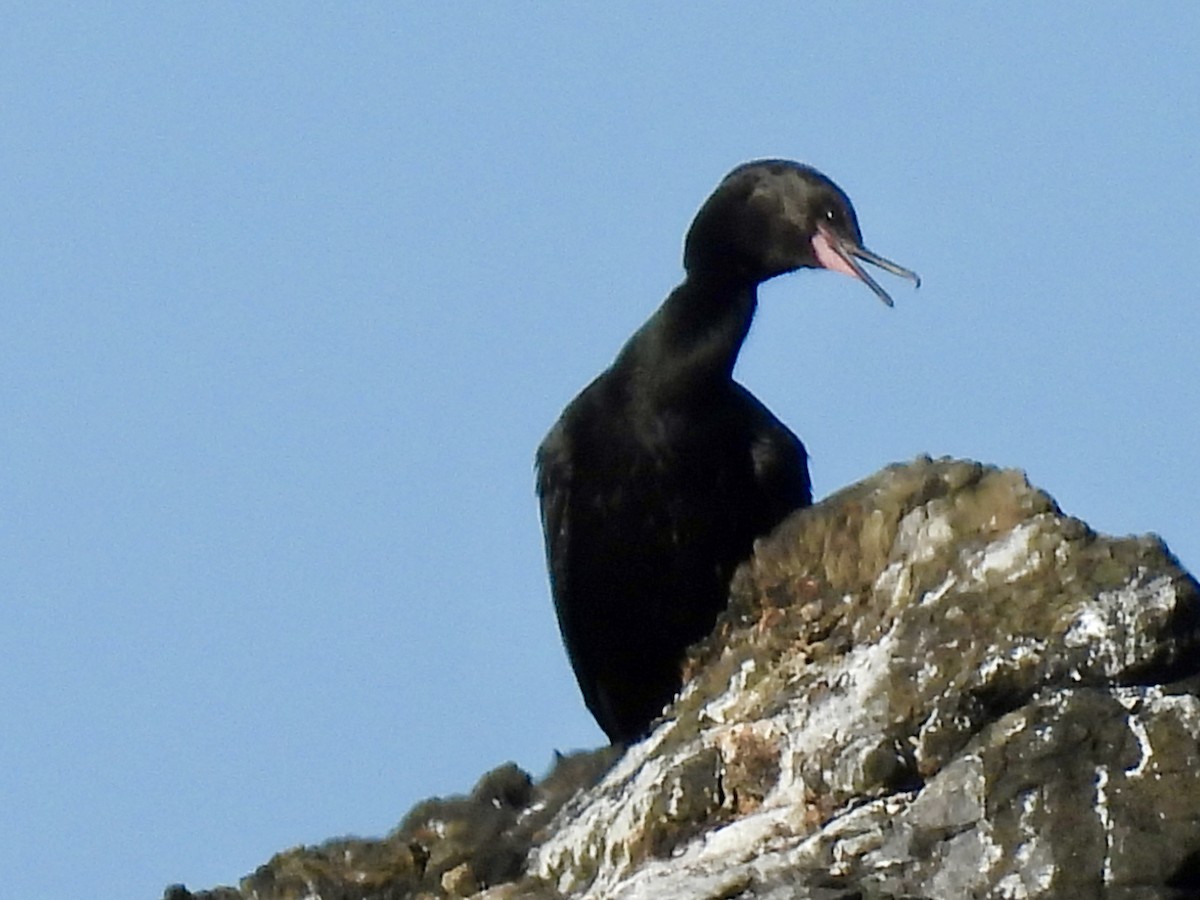 Pelagic Cormorant - ML643293293