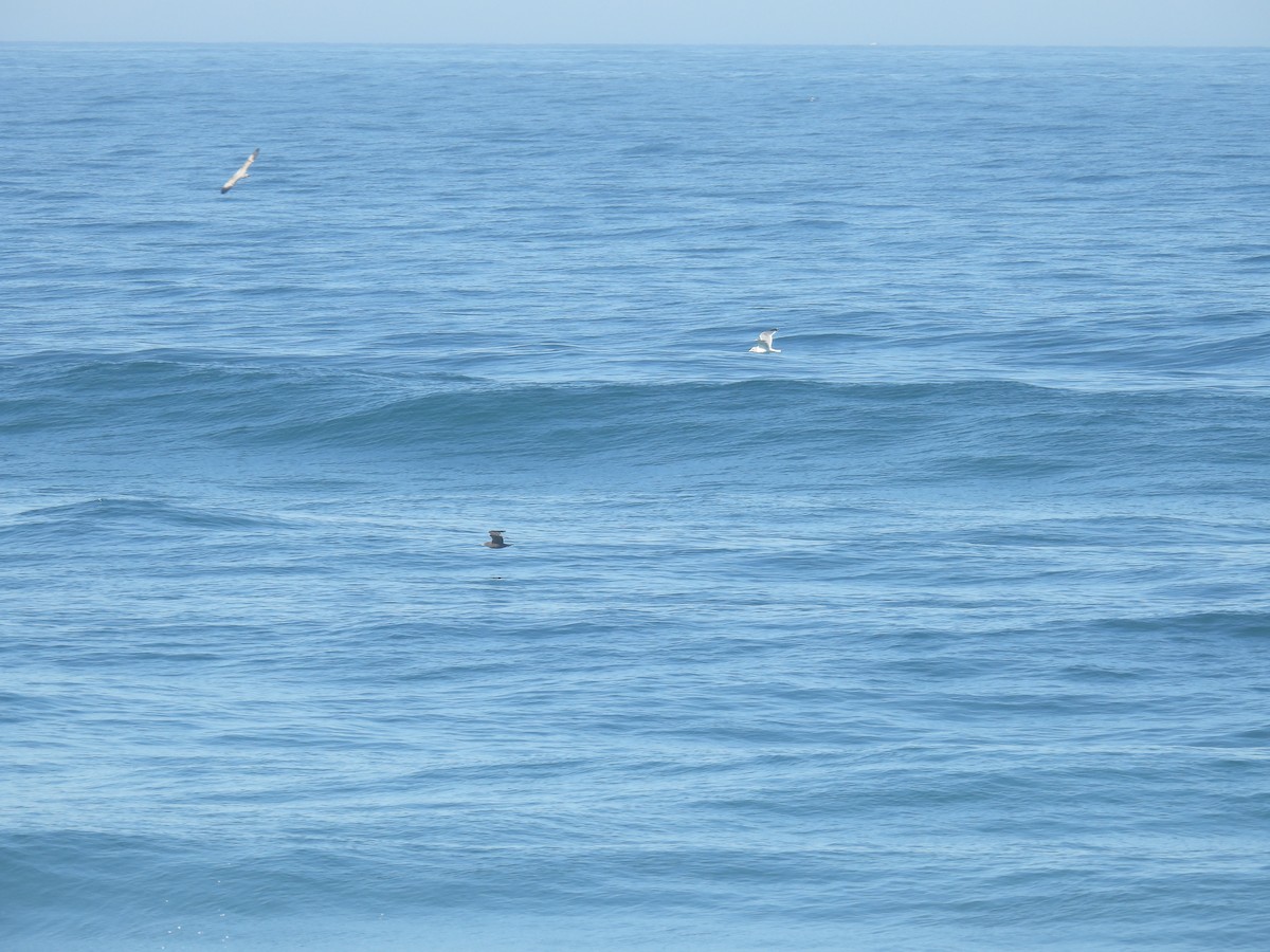 Heermann's Gull - ML643293295