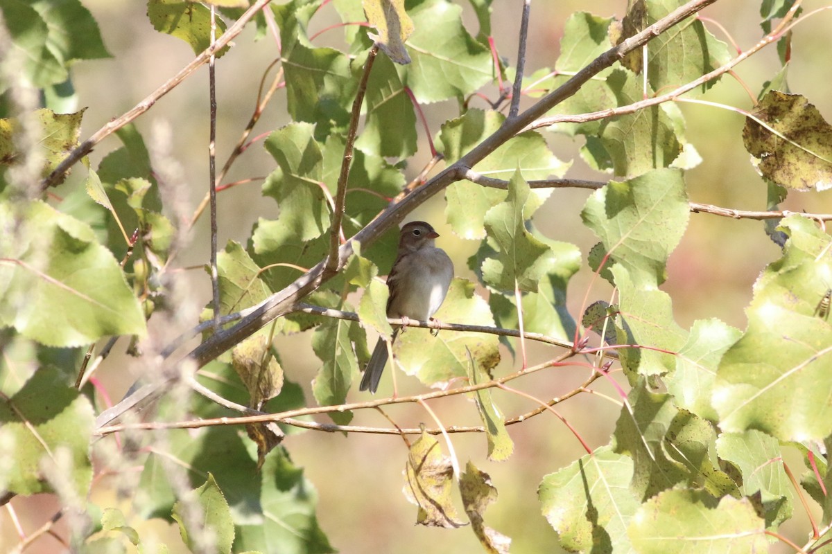 Field Sparrow - ML643293300