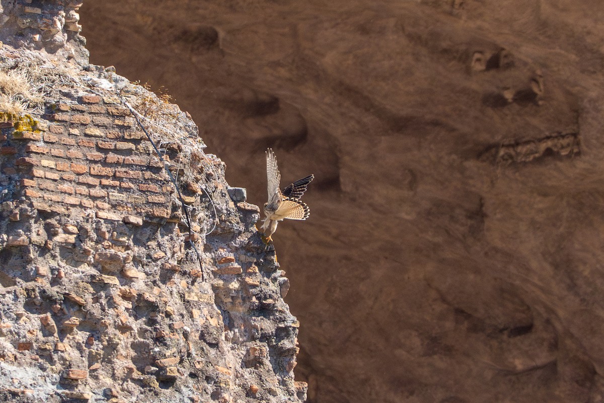 紅隼 - ML643293340