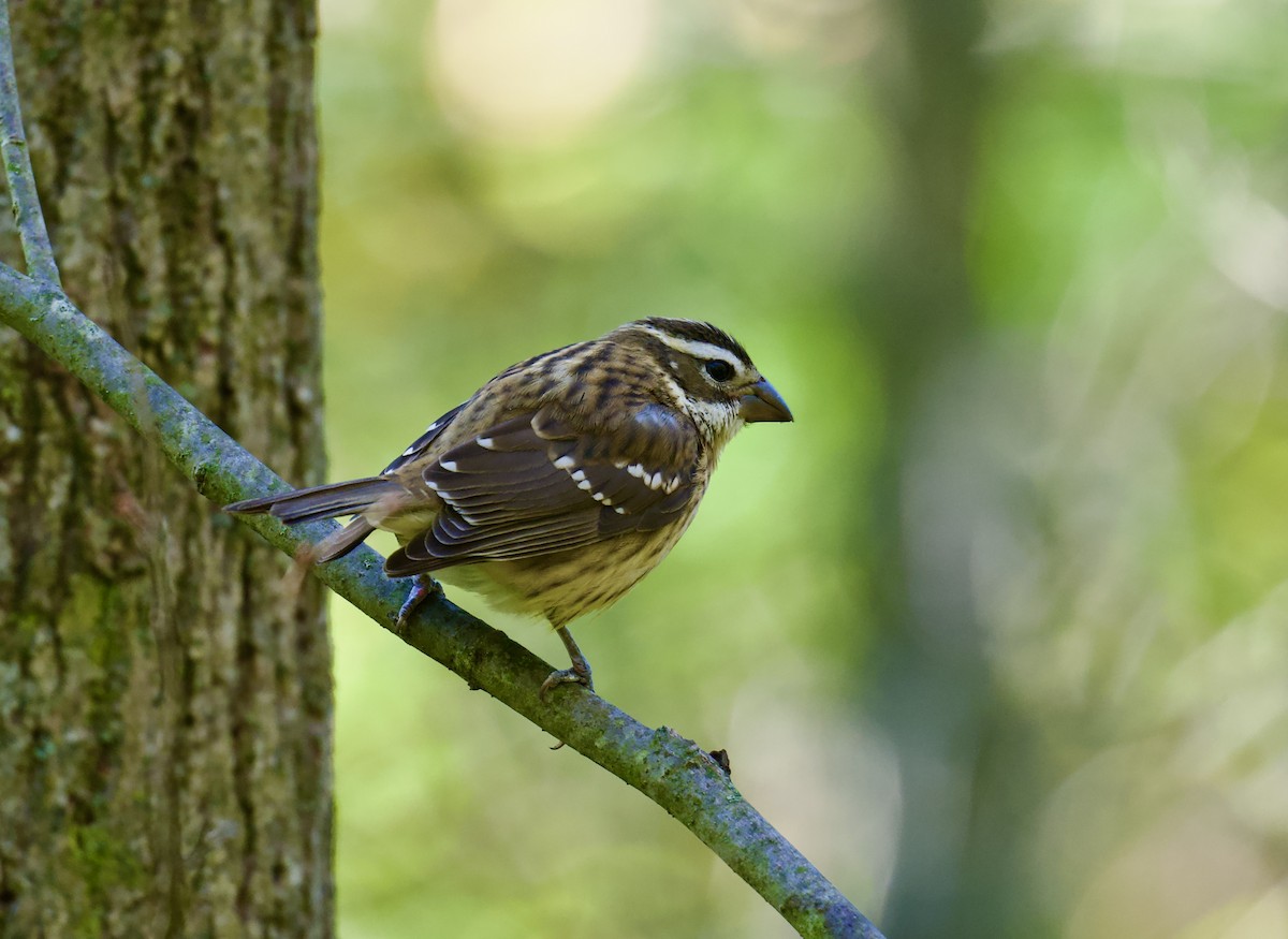 Rose-breasted Grosbeak - ML643293352